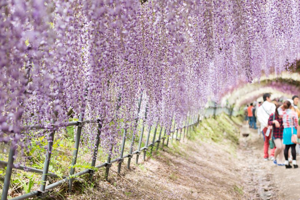 Japan's enchanting Wisteria Tunnel is set to bloom - Easyvoyage