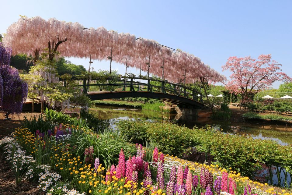 Der schönste Blauregen der Welt ist in Japan zu finden