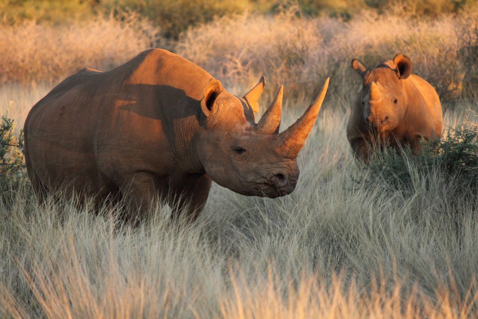 Nashorn horn legal verkaufen