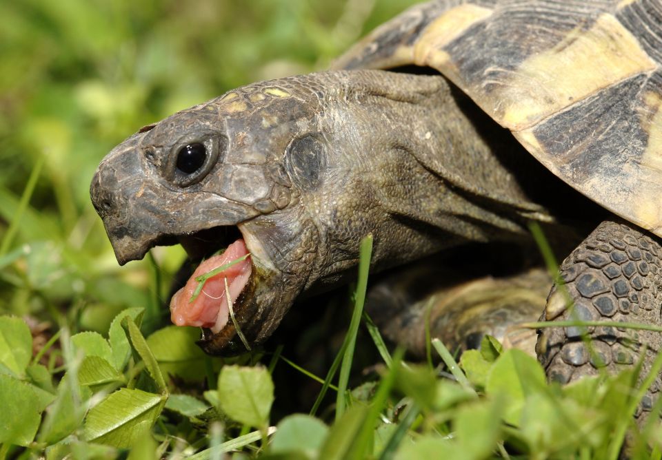 Geneva's two-headed tortoise turns 20 years old - Easyvoyage