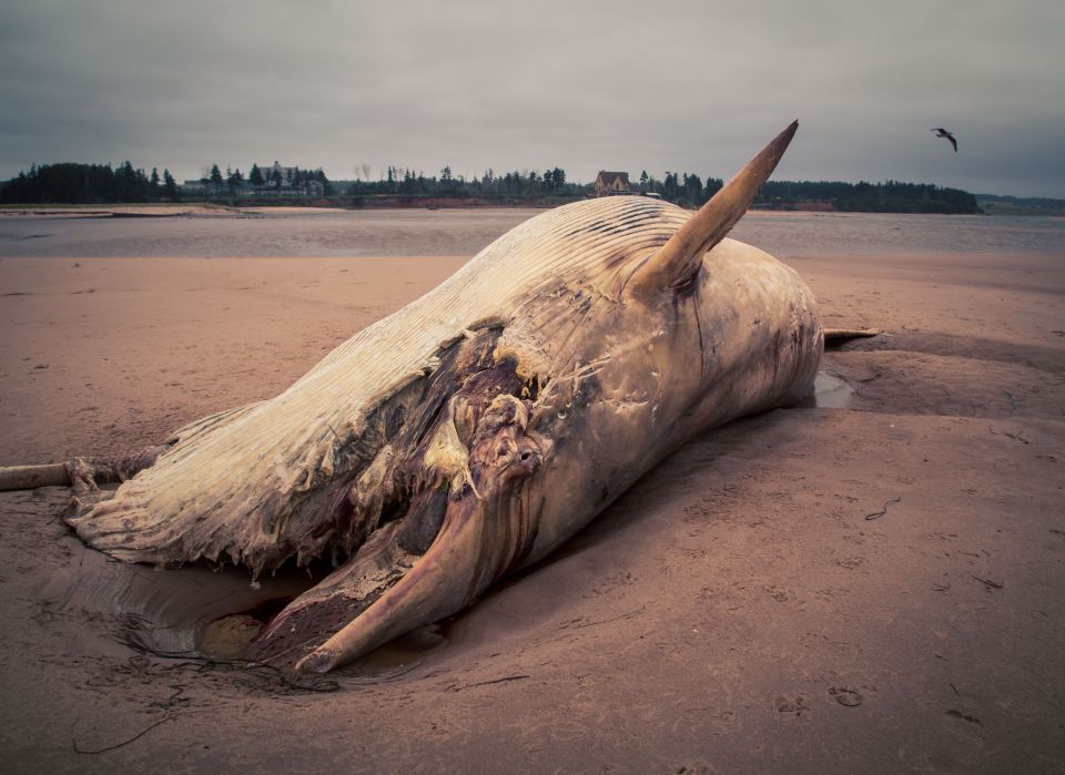 Washed-up whale carcass is cut up on Australian beach - Easyvoyage