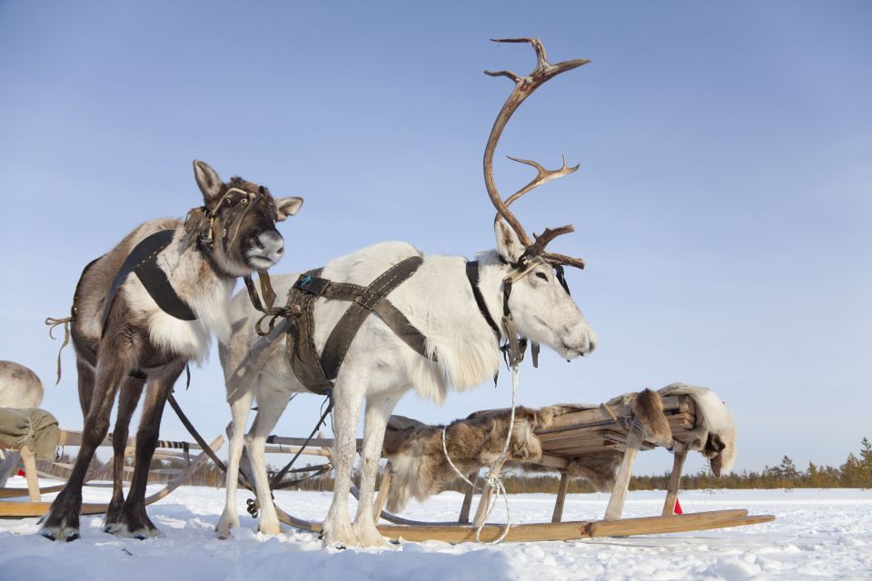 Gute Gründe um in das Land des Weihnachtsmanns zu reisen - Easyvoyage