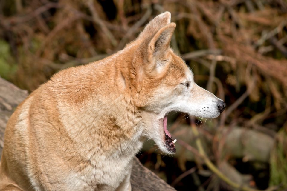 Les Animaux Les Plus Meurtriers Daustralie Easyvoyage