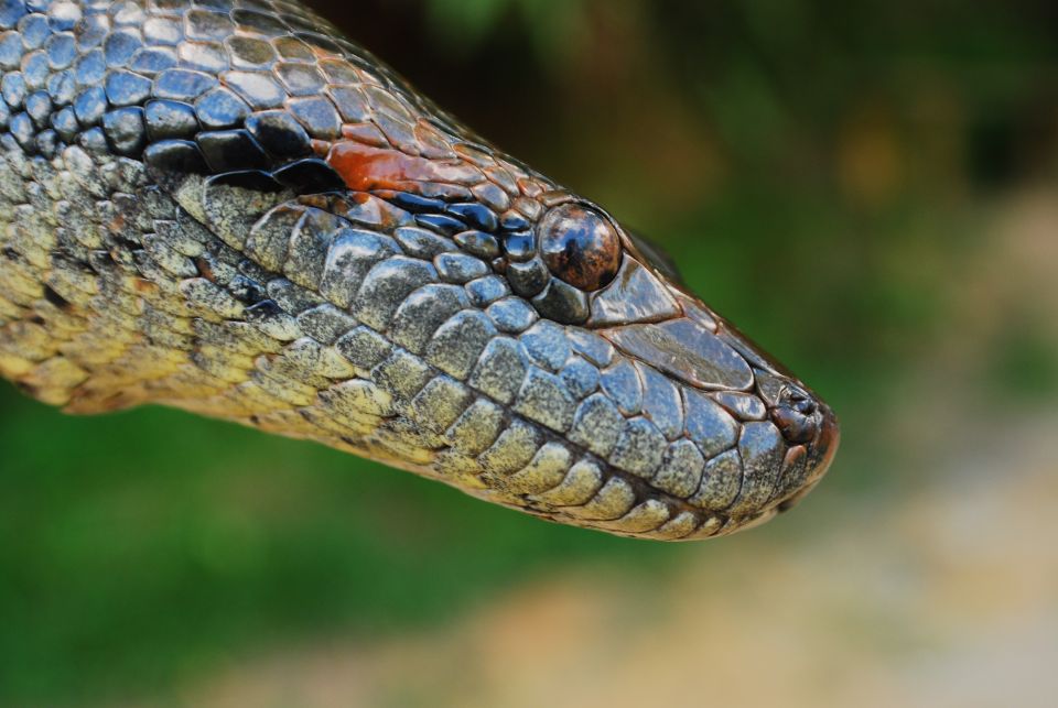 BrÃ©sil : L'Ã®le de Queimada Grande, le paradis des serpents ! - Easyvoyage