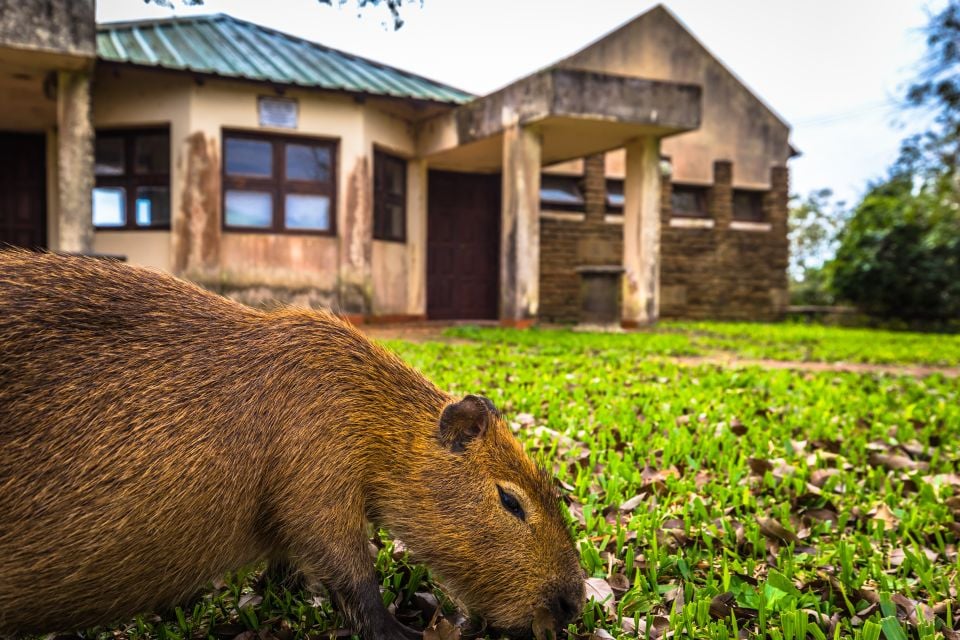 Les Animaux De Compagnie Les Plus Insolites Easyvoyage