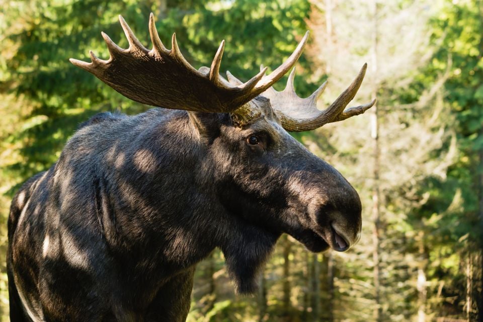 Was diese 10 Nationaltiere uns über unser eigenes Leben lehren können