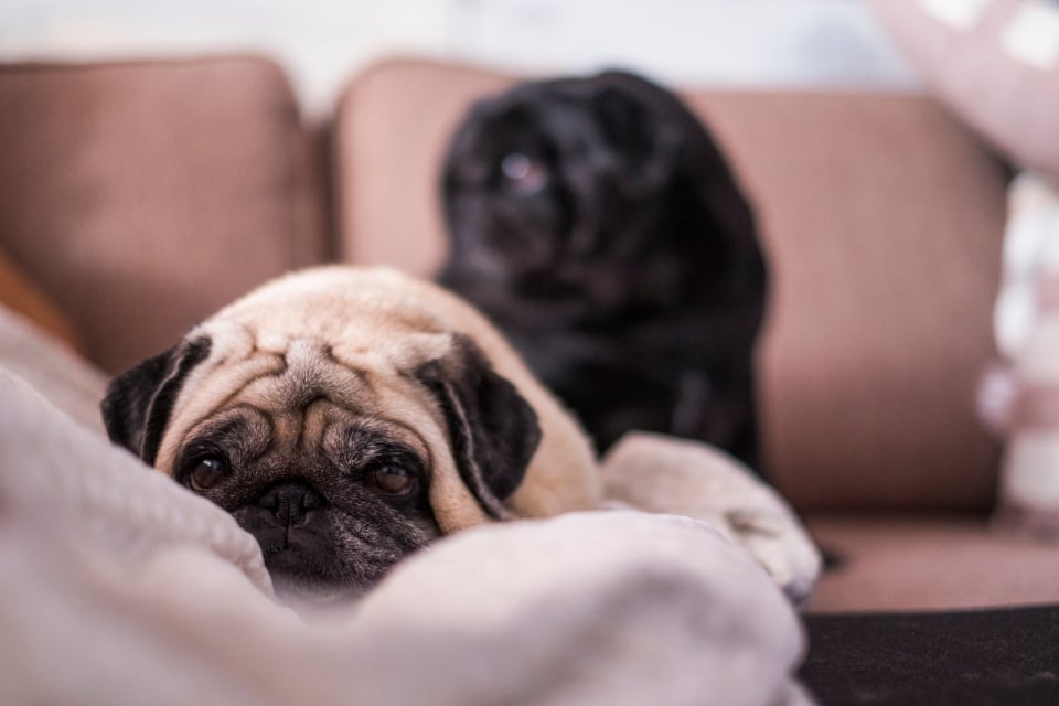 living room pug cafe