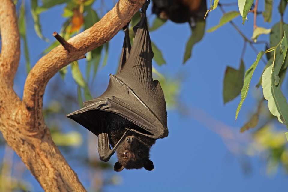 La Plus Grande Chauve Souris Au Monde La Plus Grande Chauve Souris Au Monde - Esam Solidarity