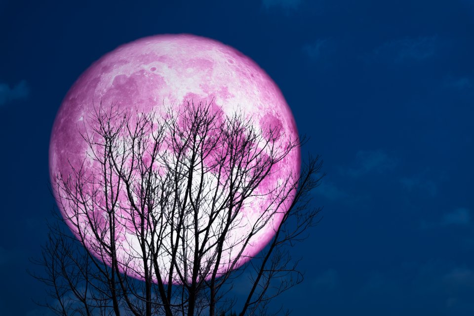 Розовое полнолуние 2024. Розовая Луна. Розовое полнолуние. Луна розового цвета. Полнолуние розовая Луна.