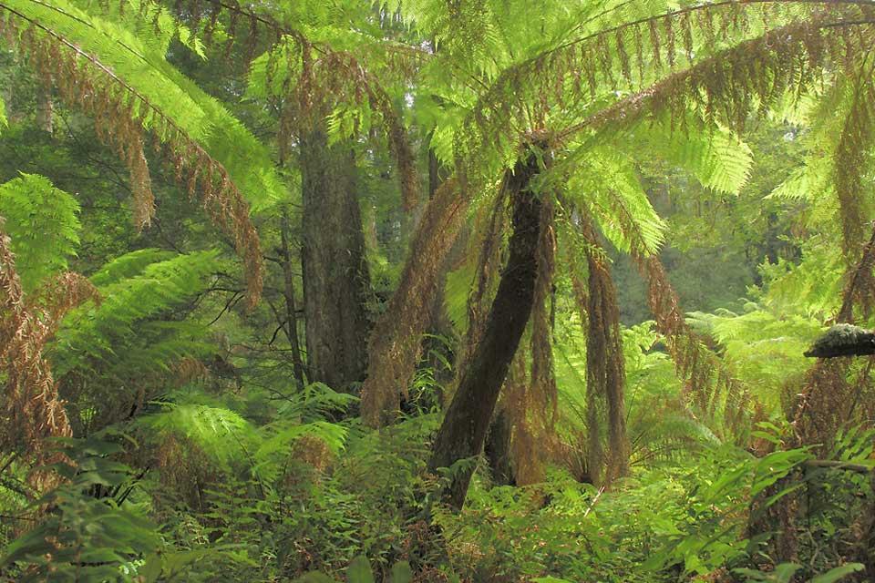 Oceanway , Los helechos del bosque tropical , Australia