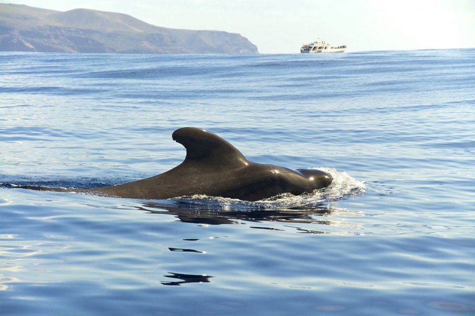 La Fauna Marina Canarias Espana