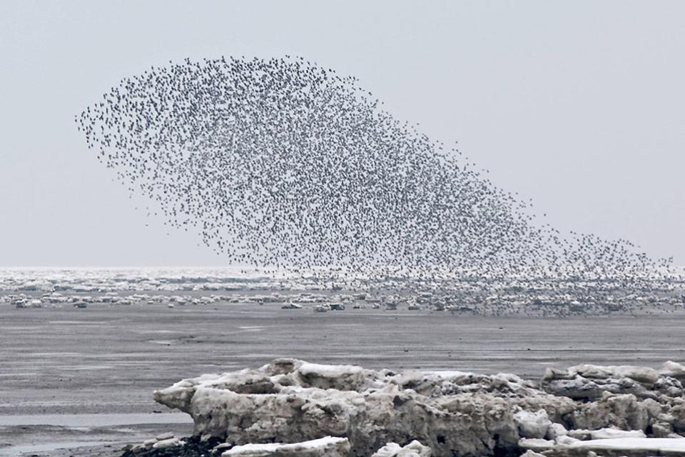 El mar del Norte , Aves volando sobre el mar de Norte , Alemania