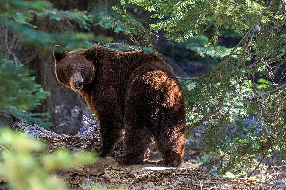 La Faune En Californie - Californie - Etats-Unis