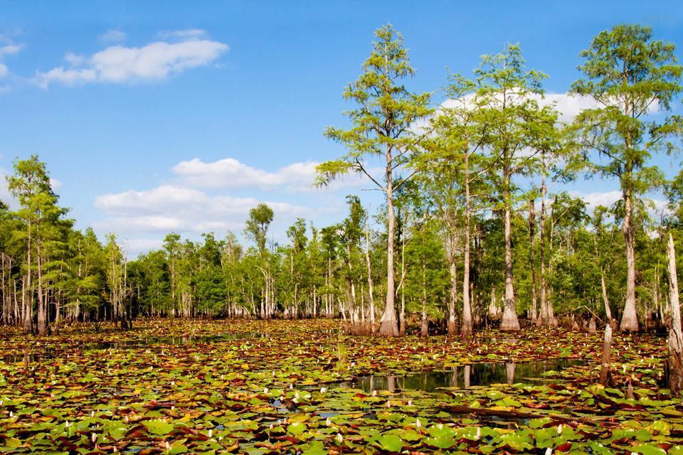 I paesaggi del sud. , Everglades, Florida , Stati Uniti