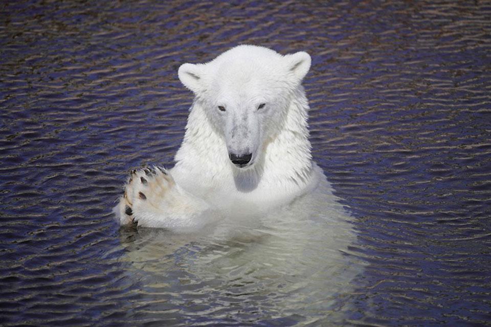 Die Tierwelt Finnland