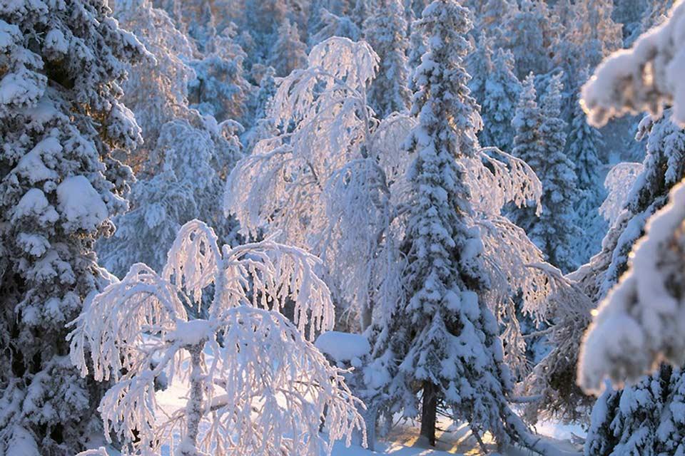 Die Wälder , Finnland