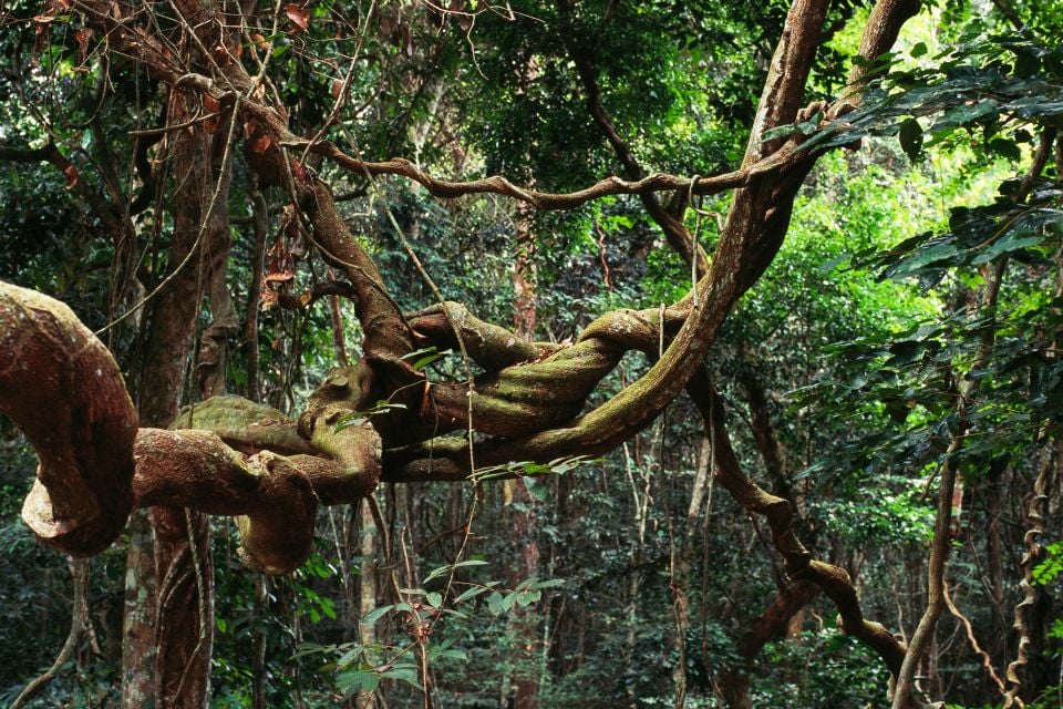 , Tropischer Regenwald, Die Fauna und Flora, Gabun
