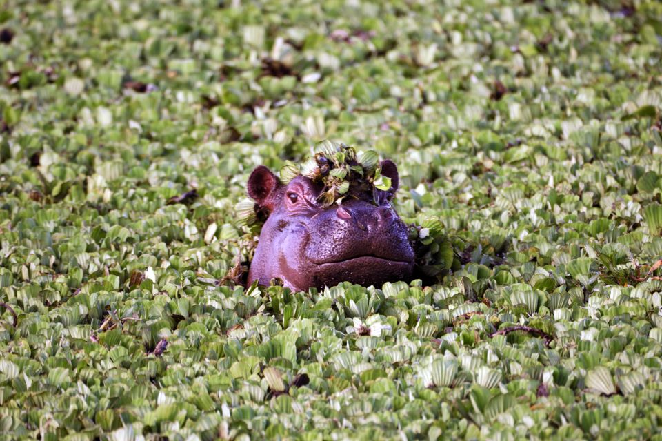 Hipopótamo de Gabón, La fauna, Fauna y flora, Gabón
