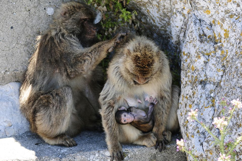 Los monos de Gibraltar , Gibraltar