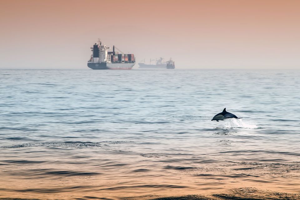 Los delfines , Gibraltar