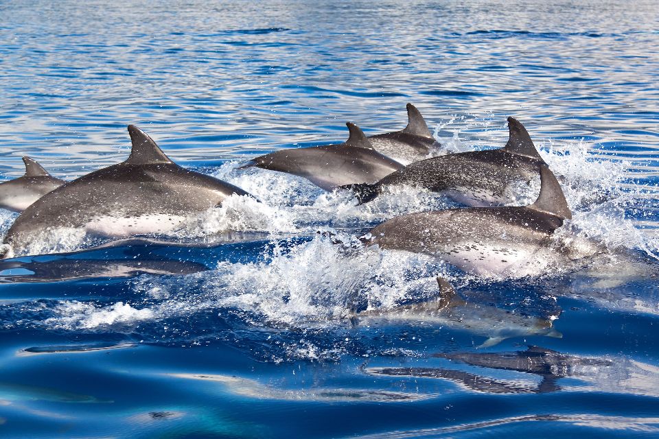 Die Delphine , Gibraltar