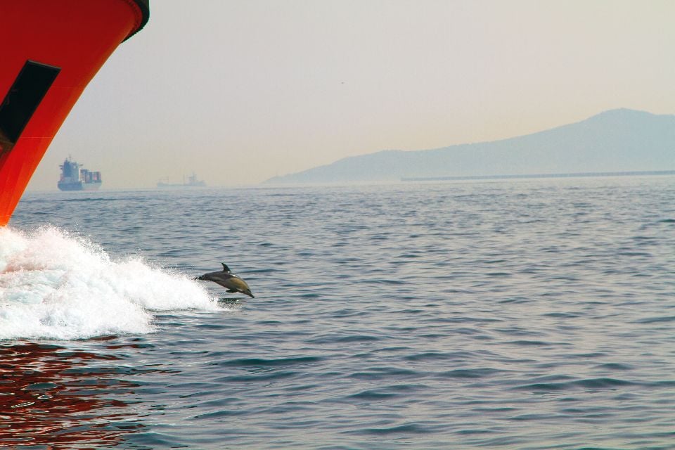 Los delfines , Delfines , Gibraltar