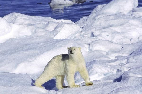 Les Animaux Du Grand Nord Groenland