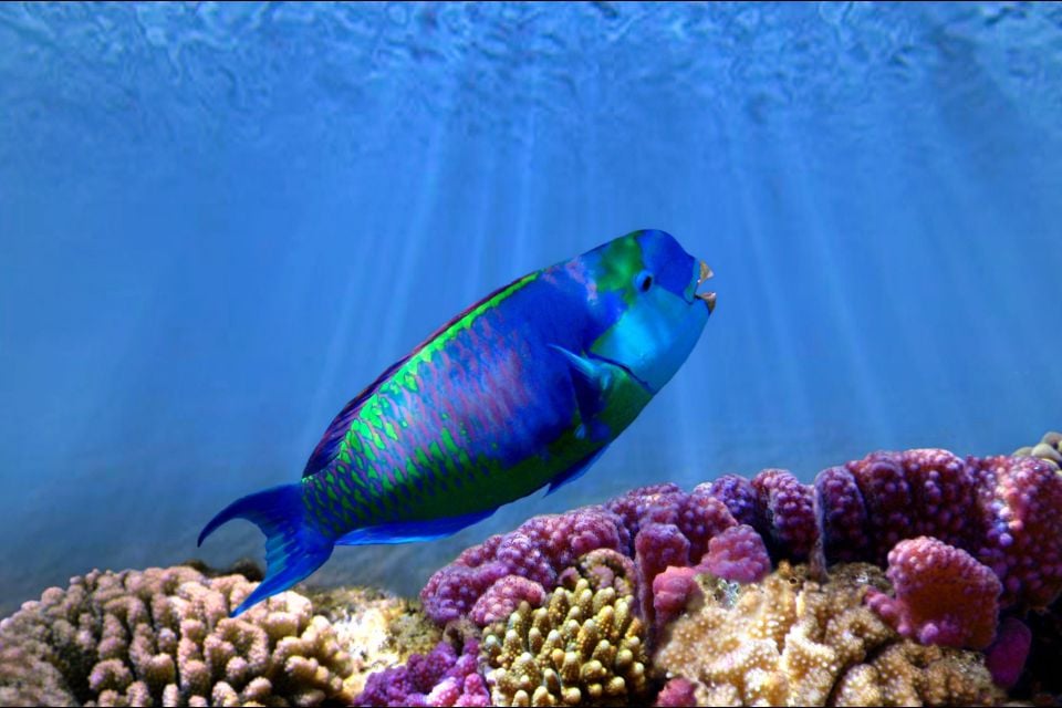 El pez payaso, El fondo submarino, Fauna y flora, Guadalupe