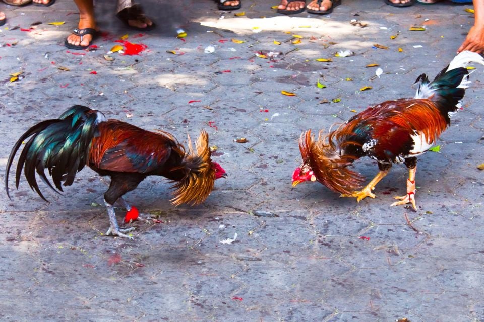 Peleas de gallos, Las peleas de gallos, Arte y cultura, Guadalupe