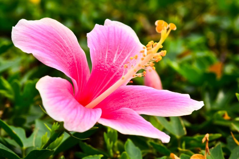 La flore , Guam