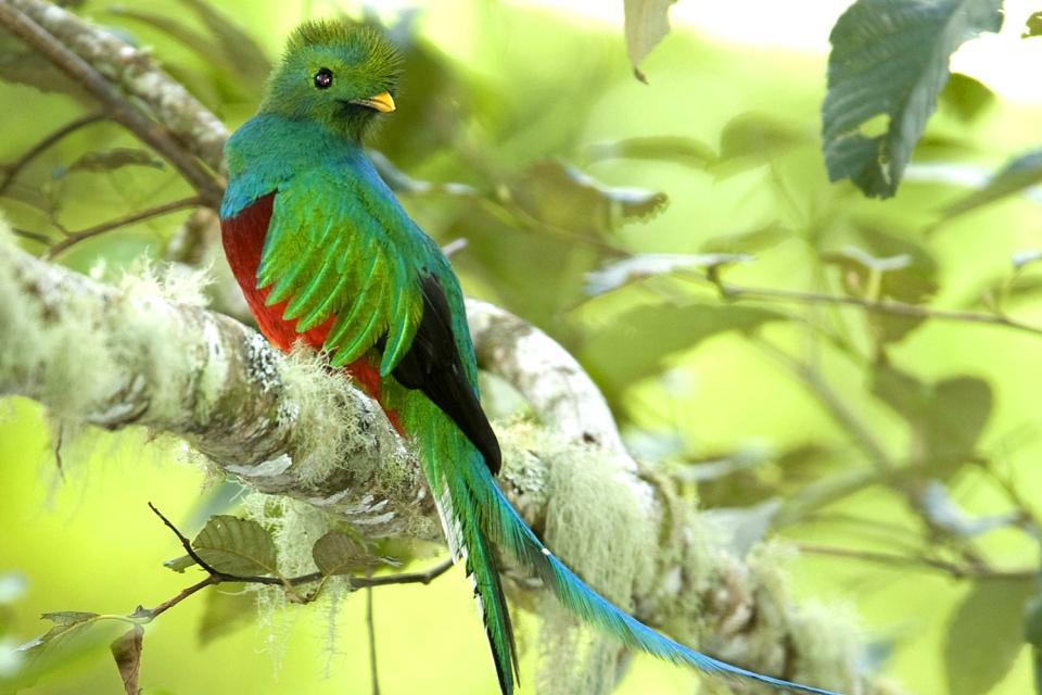 El Quetzal - Guatemala