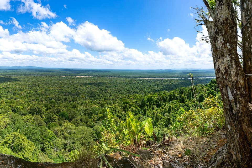 , El bosque de Iwokrama, Los paisajes, Guyana