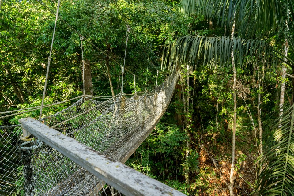 El bosque de Iwokrama, Los paisajes, Guyana