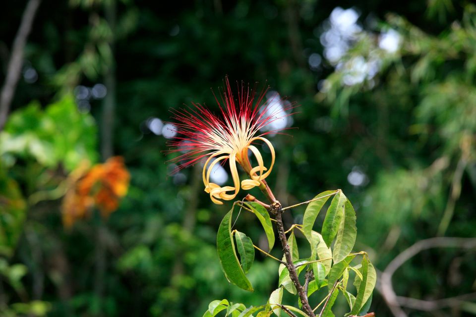 , Le paludi, La flora, Guyana Francese