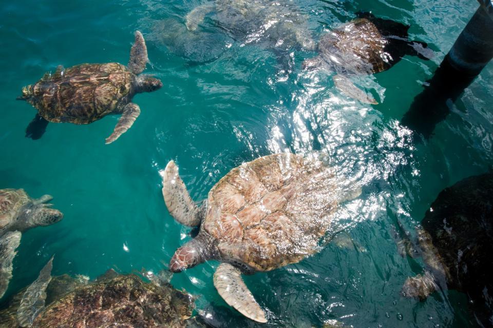Cayman Turtle Farm (Gran Caimán) , Islas Caimán