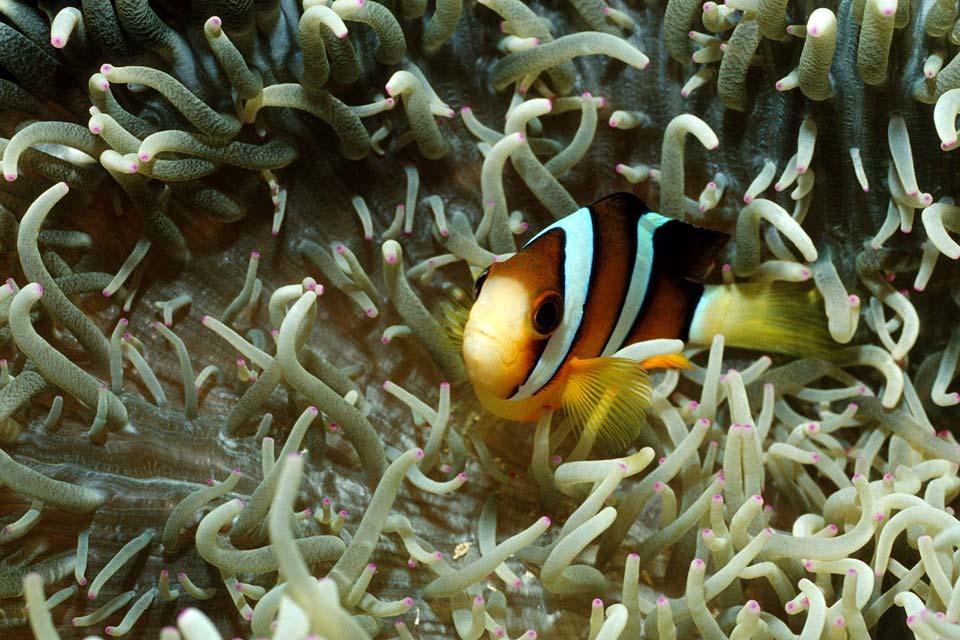 Unterwasserwelt , Marshallinseln