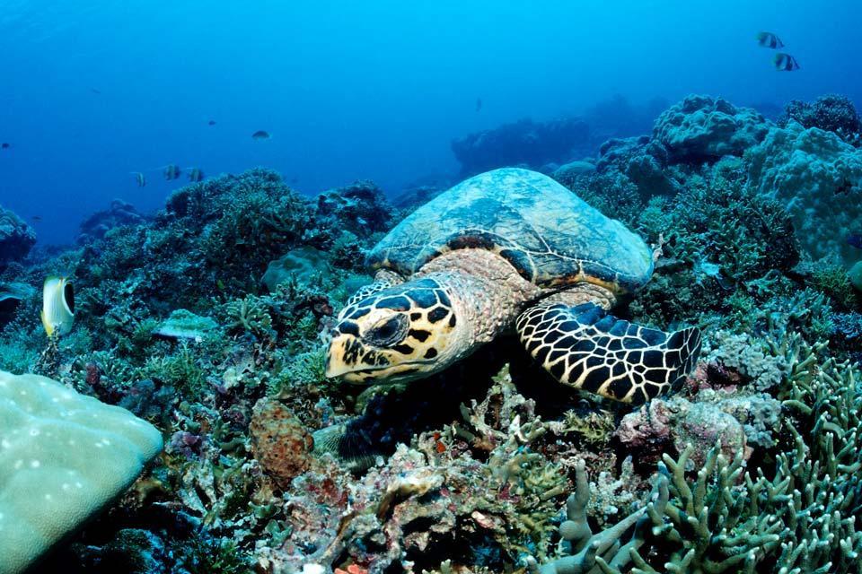 Unterwasserwelt , Marshallinseln