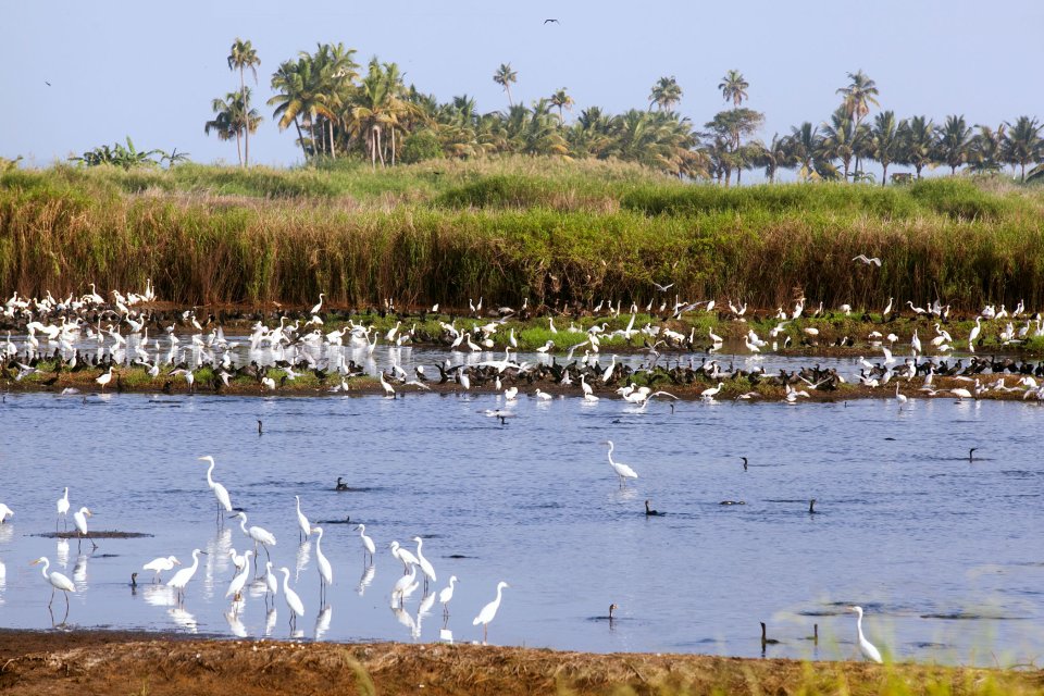 , Ornithological reserves, Parks and reserves, Kerala