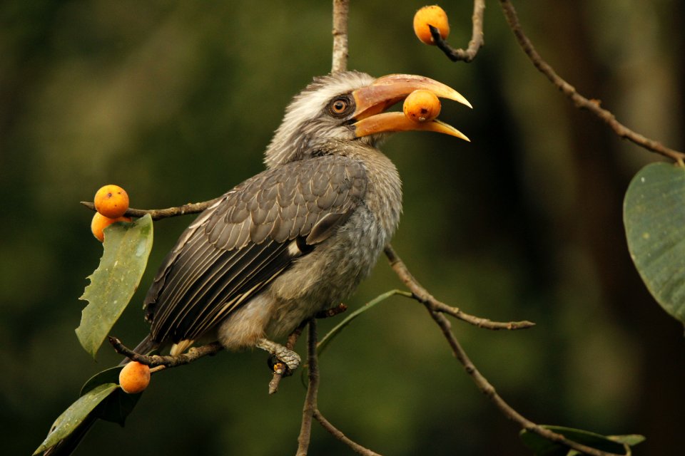 Ornithological reserves, Parks and reserves, Kerala