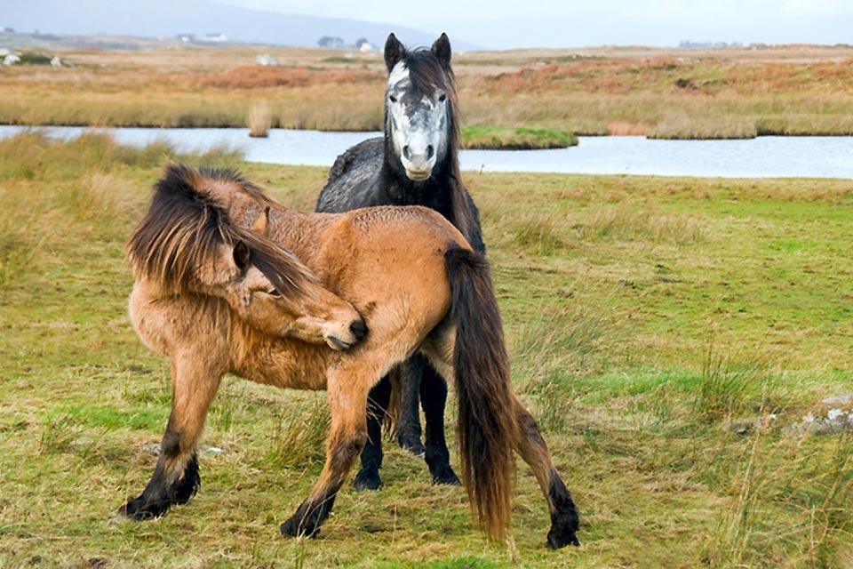 Los ponis , Irlanda y los caballos , Irlanda