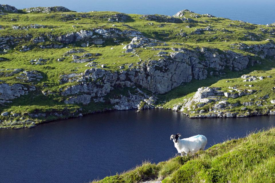 Las ovejas , Irlanda