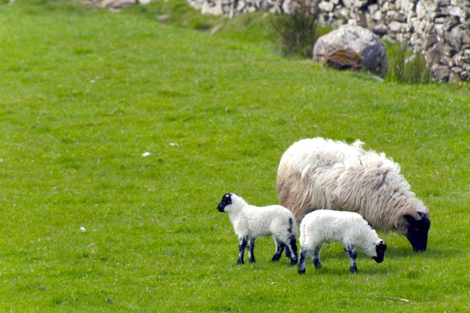 Les moutons , Élevage d'ovins, Irlande , Irlande
