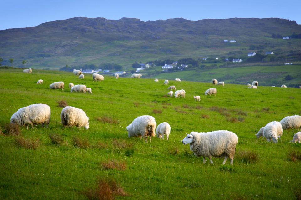 Las ovejas , Las ovejas en Irlanda , Irlanda