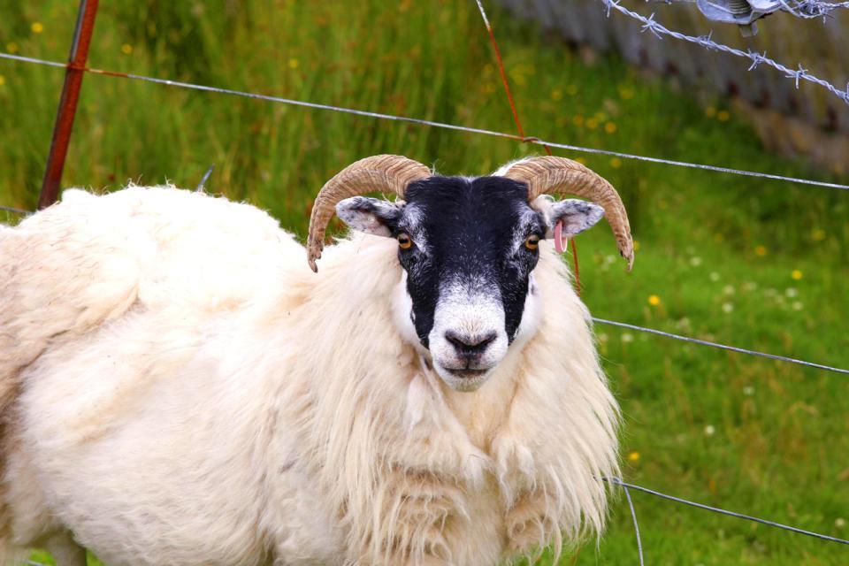 Las ovejas , La lana, Irlanda , Irlanda