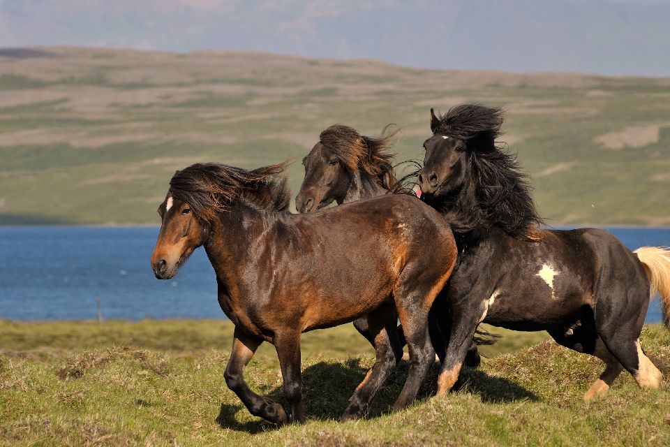 La fauna terrestre , Caballo en Islandia , Islandia