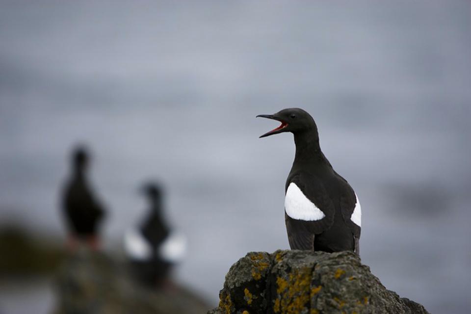 La faune marine , Oiseau marin en Islande , Islande