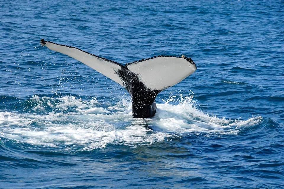 La faune marine , Baleine en Islande , Islande