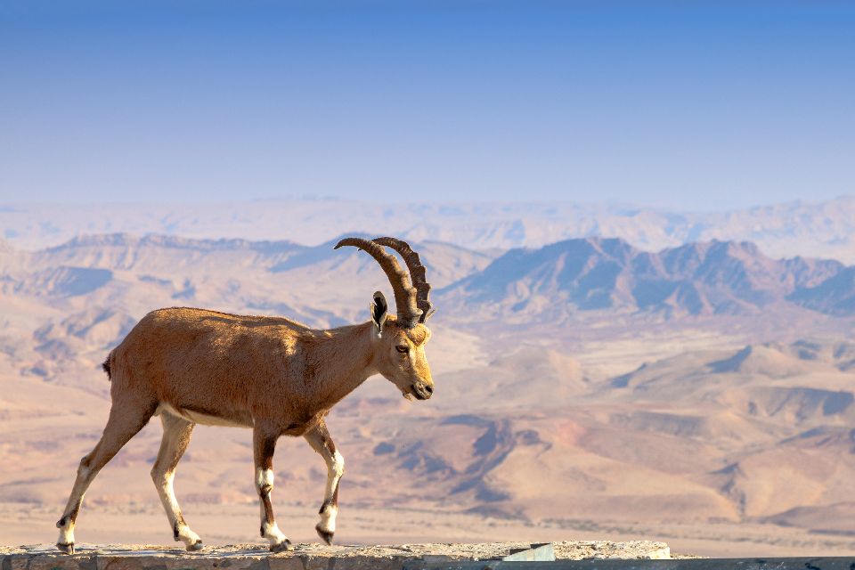 El íbice de Nubia , La cabra montesa de Nubia, Israel , Israel