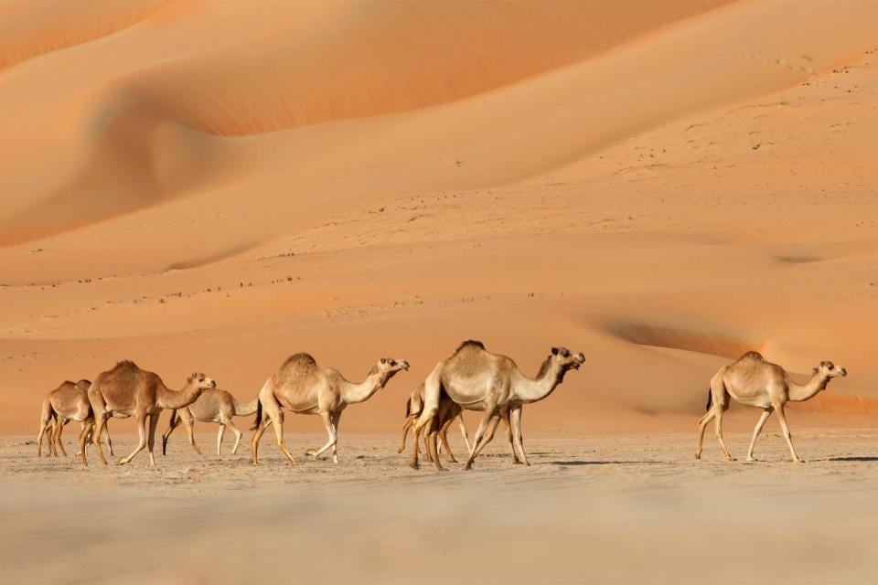El desierto Rub' al-Khali , Arabia Saudí