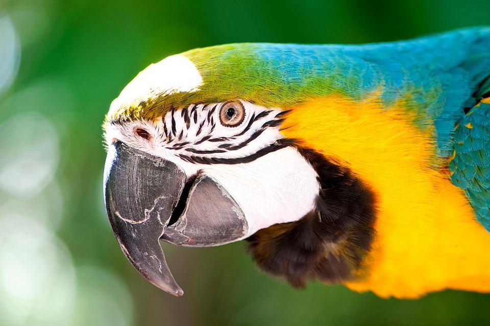 Vögel , Jamaika